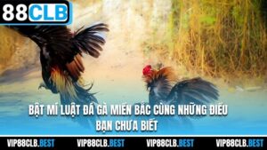 Bật Mí Luật Đá Gà Miền Bắc Cùng Những Điều Bạn Chưa Biết