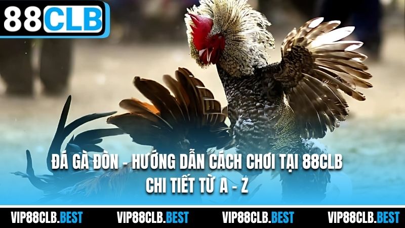 Đá Gà Đòn - Hướng Dẫn Cách Chơi Tại 88CLB Chi Tiết Từ A - Z