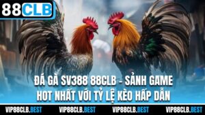 Đá gà SV388 88CLB - sảnh game hot nhất với tỷ lệ kèo hấp dẫn