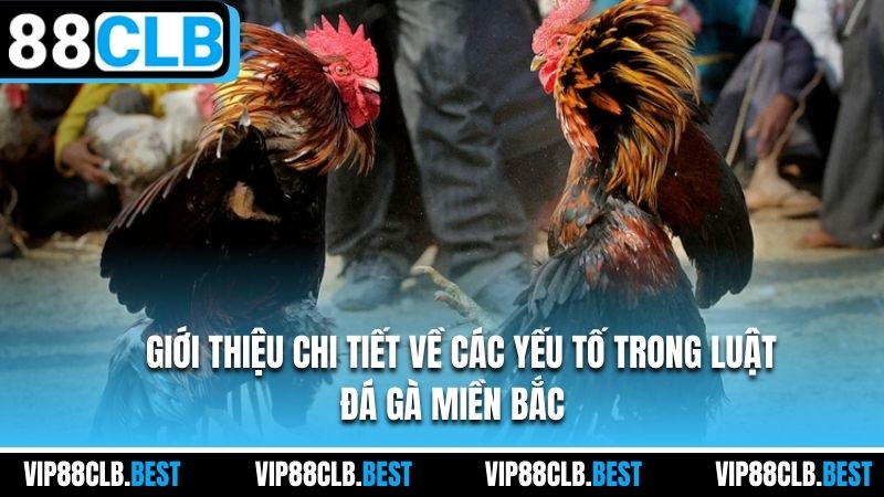 Giới thiệu chi tiết về các yếu tố trong luật đá gà miền bắc