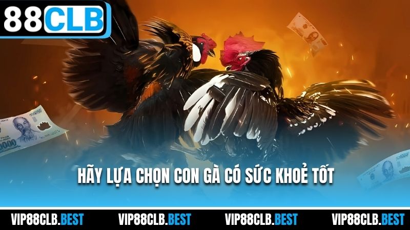 Hãy lựa chọn con gà có sức khoẻ tốt