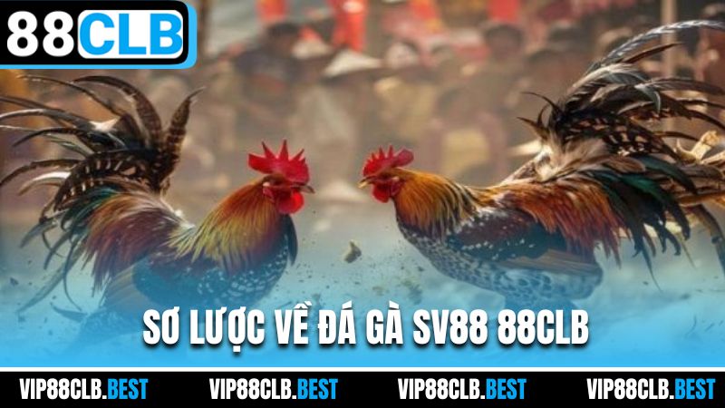Sơ lược về đá gà SV388 88CLB